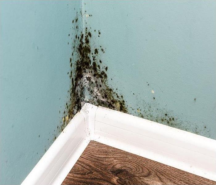 mold growing on blue wall