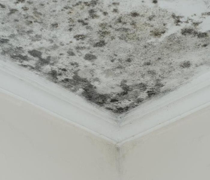 Mold on the ceiling of a home. 