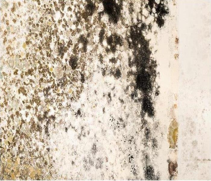 Mold damage on a white wall
