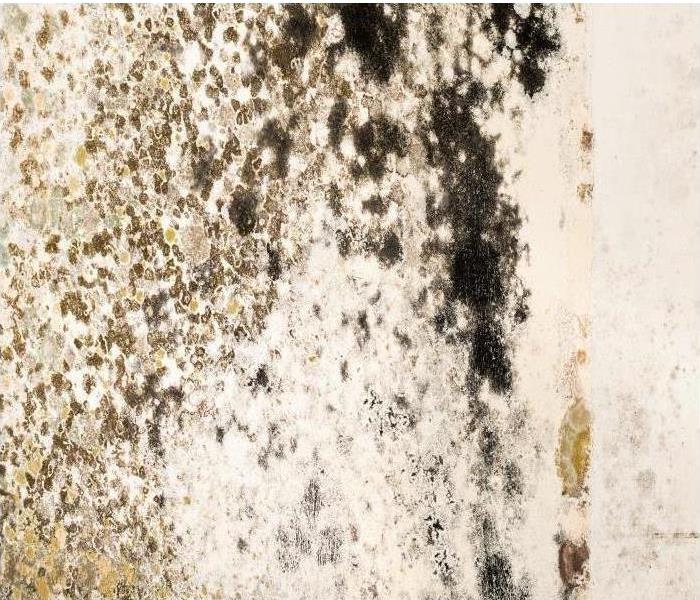 Mold damage on a white wall
